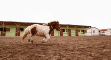 Horse Farm